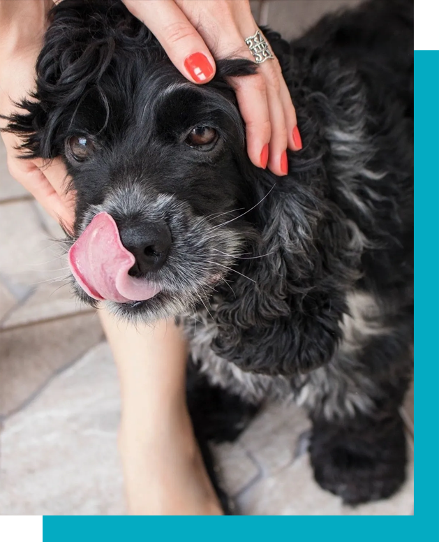 A black dog with its tongue hanging out.