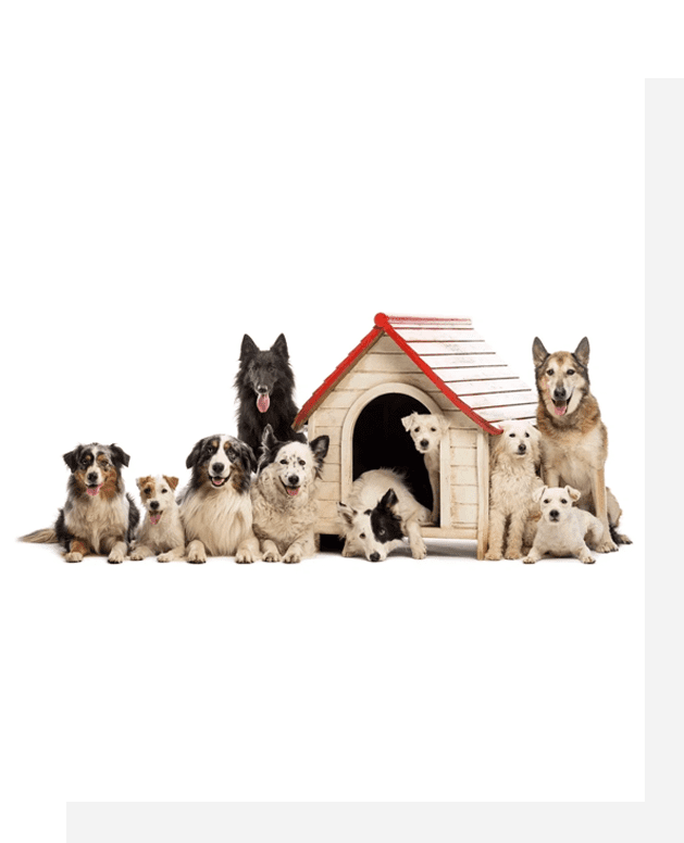 A group of dogs sitting in front of a dog house.