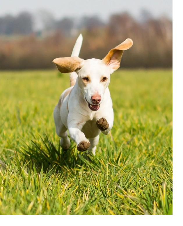 A dog running through the grass with its ears up.