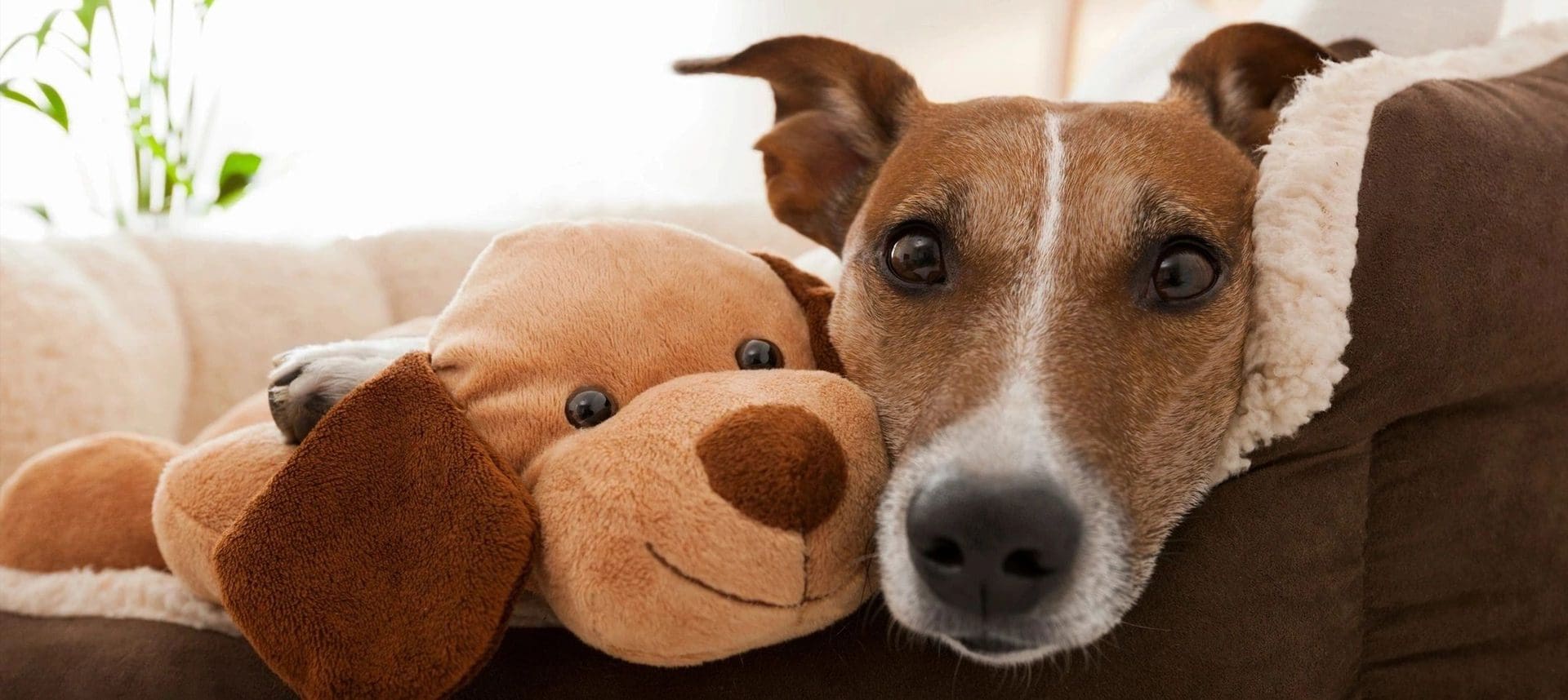 A dog with its head on the pillow of a teddy bear.